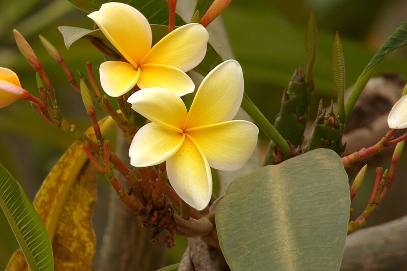 File:Amancayo - Frangipán - Azuceno (Plumeria rubra fo. lutea) - Flickr - Alejandro Bayer (2).jpg