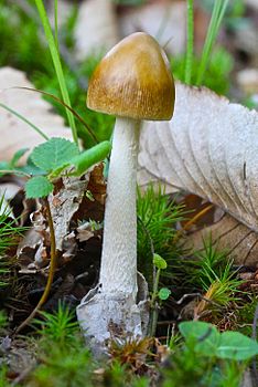 Amanita sinicoflava 528522.jpg