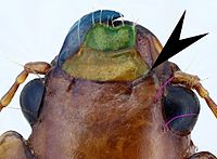 Widok grzbietowy na głowę chrząszcza Amara fulva. Nadustek pokolorowany na żółto, warga górna na zielono, a lewa żuwaczka na niebiesko