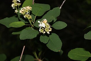 Amelanchier alnifolia