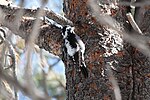 Thumbnail for File:American Three-toed Woodpecker (Picoides dorsalis) (4431590959).jpg