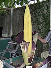 Foto van 26 augustus 2008, een dag nadat de plant bloeide in de Hortus botanicus Leiden