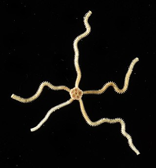 <i>Amphiodia pulchella</i> Species of brittle star