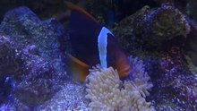 Dosya: Amphiprion frenatus 2016 8 29.webm