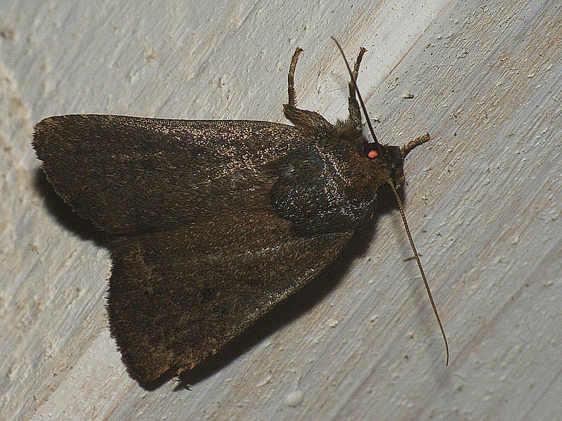 File:Amphipyra tragopoginis - Mouse moth - Совка козлобородниковая (40346927684).jpg