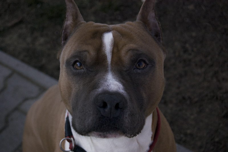 File:Amstaff001.png