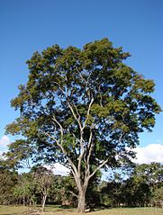 Cebil colorado (Anadenanthera colubrina)