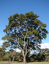 Arbre adulte de Cebil (Anadenanthera colubrina)