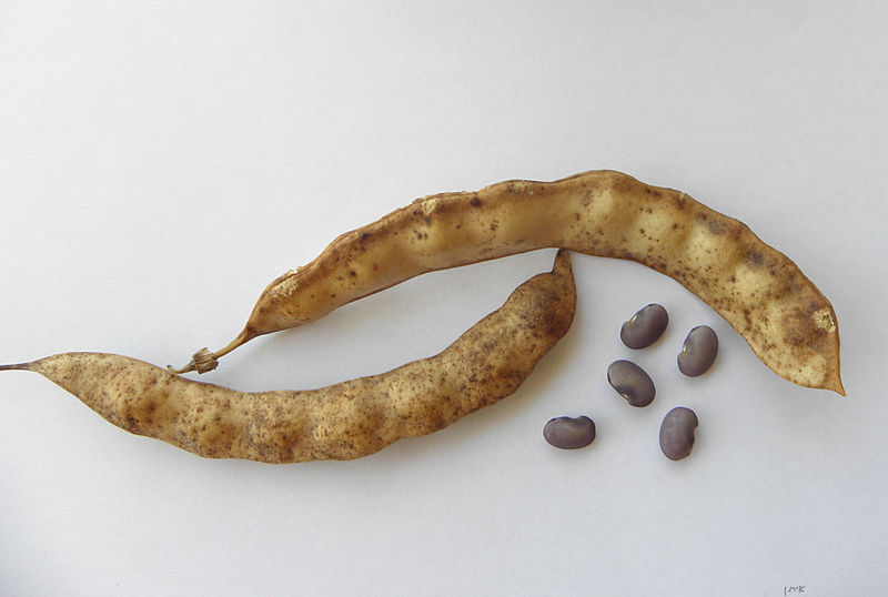 File:Anagyris foetida pods and seeds.JPG