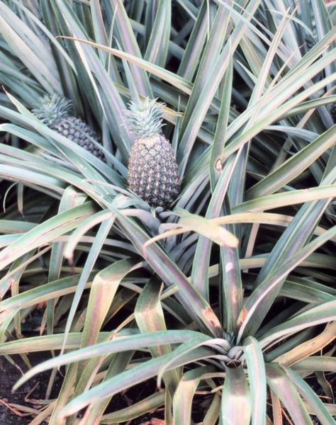 File:Ananas pflanze.jpg