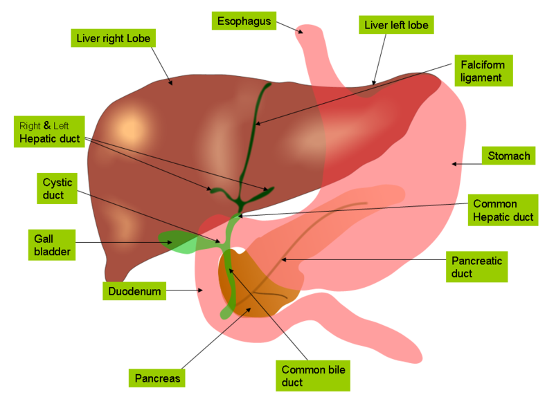 File:Anatomy of liver and gall bladder.png