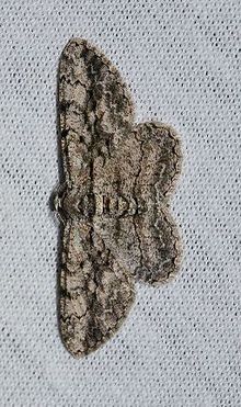 Anavitrinella pampinaria (14718432034) .jpg