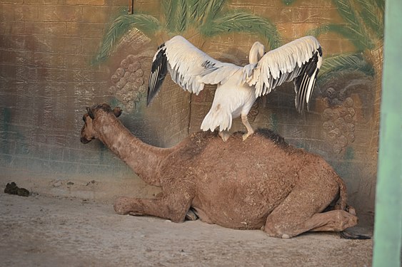 (old) Zoo of Erbil City in Kurdistan of Iraq.