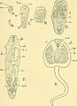 Animal life and intelligence (1891) (14780382781).jpg
