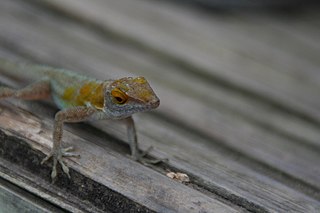 <i>Anolis terraealtae</i> Species of lizard