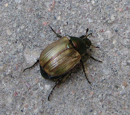 Anomala dubia