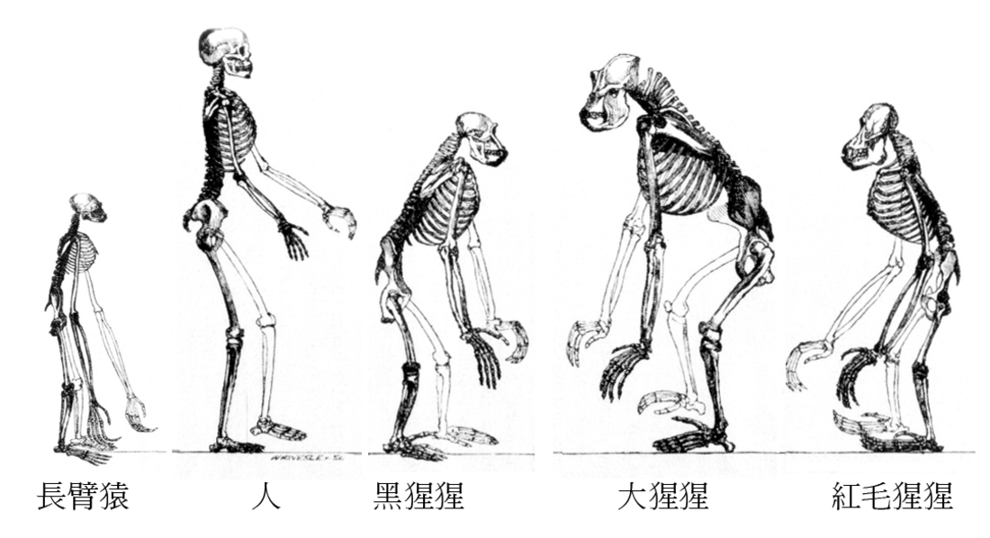 File:Ape skeletons (zh).png