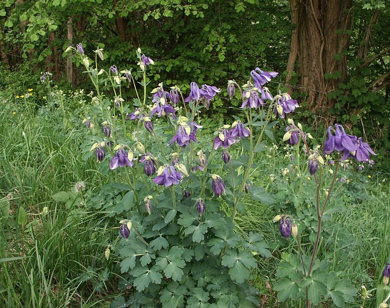 File:Aquilegia vulgaris 100503b.jpg