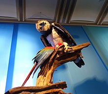 A stuffed specimen of a harpy eagle preying on a macaw at the Museum fur Naturkunde, Berlin Ara and Harpia stuffed specimens Berlin 21.jpg