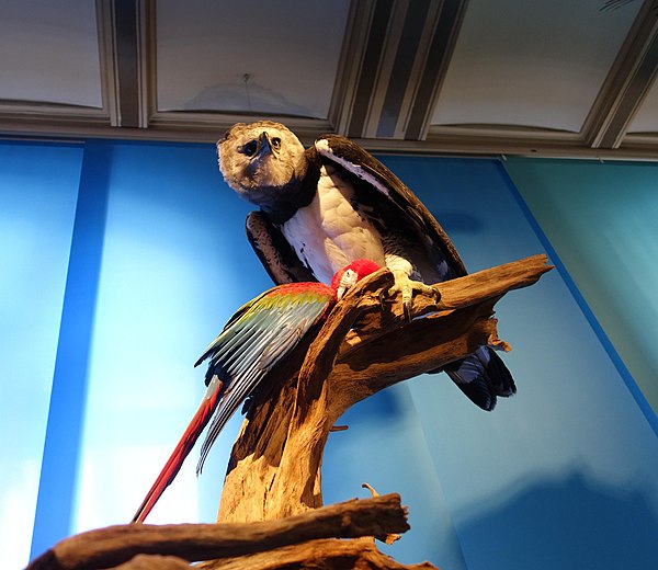 A stuffed specimen of a harpy eagle preying on a macaw at the Museum für Naturkunde, Berlin