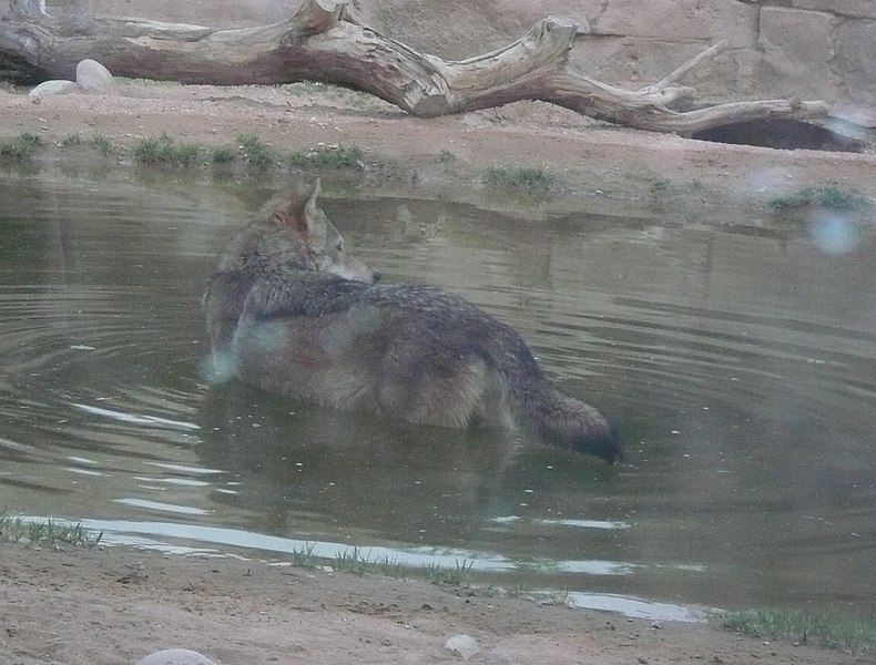 File:Arabian wolf at Al-Ain Zoo.jpg