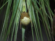 Araniella dispicata P1000717a.jpg