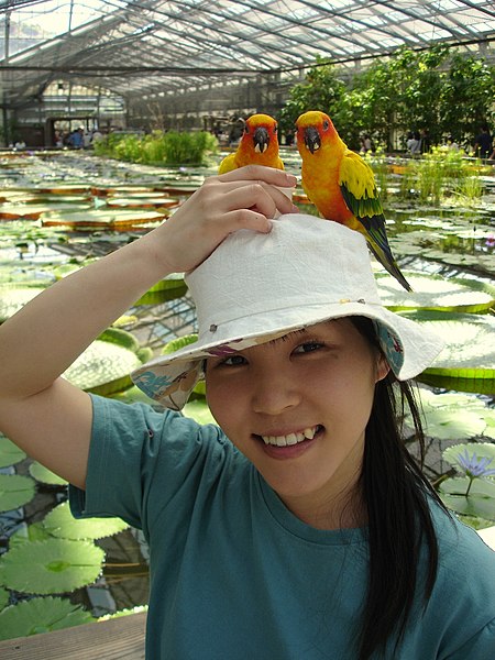 File:Aratinga solstitialis -Kakegawa Kacho-en, Kakegawa, Shizuoka, Japan -perching on hat-8a.jpg