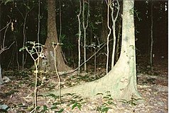 Black and white booyong (Argyrodendron actinophyllum / trifoliolatum)