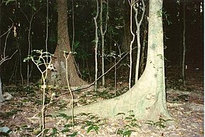 Schwarzer und weißer Booyong (Argyrodendron actinophyllum / trifoliolatum)