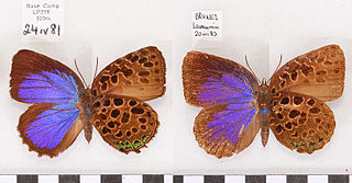 <i>Arhopala kinabala</i> Species of butterfly