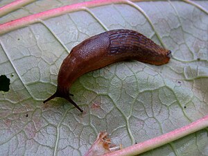 Arion rufus on rhubarb.jpg