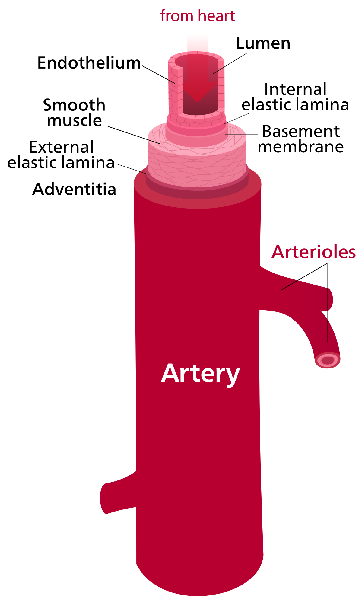 Artery