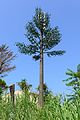 Artificial tree to hide a mobile transmitting station - Calabria - Italy - 1.jpg