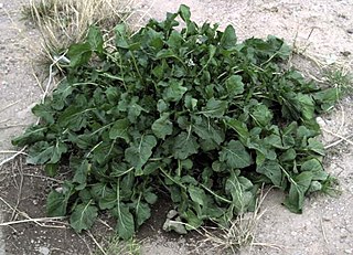 Als Rucola werden verschiedene