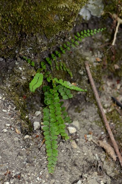 File:Asplenium trichomanes (7180021825).jpg