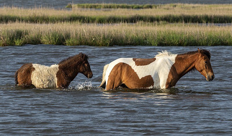 File:Assateague pony and foal MD1.jpg