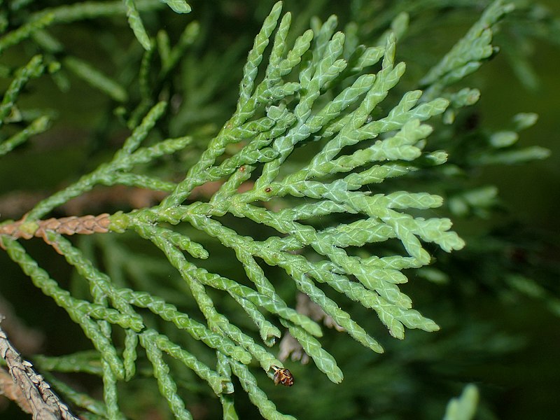 File:Atlantic White Cypress, Black Pond Bog, Norwell, Massachusetts 3.jpg