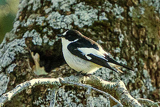 Atlas pied flycatcher