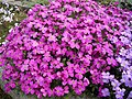 Aubrieta 'Royal Red'