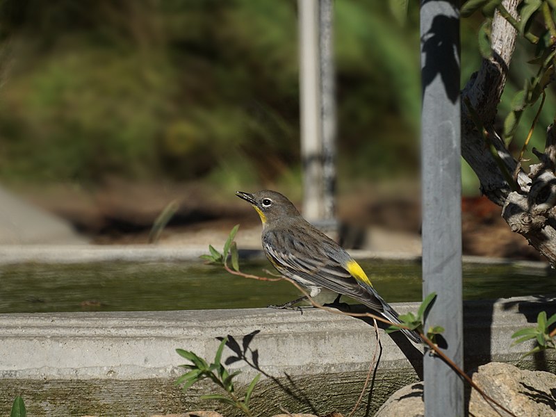 File:Audubon's Warbler, California (30166157826).jpg