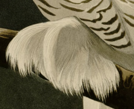 This is a detailed and enlarged image of Audubon's engraving, Snowy Owl. It shows the details of the etching of the owl's foot. Audubons snowy owl foot.png