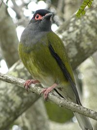 Australasian Figbird - Male (Sphecotheres vieilloti) 04.jpg