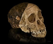 Cast of the skull of the Taung child, uncovered in South Africa. The Child was an infant of the Australopithecus africanus species, an early form of hominin Australopithecus africanus - Cast of taung child.jpg