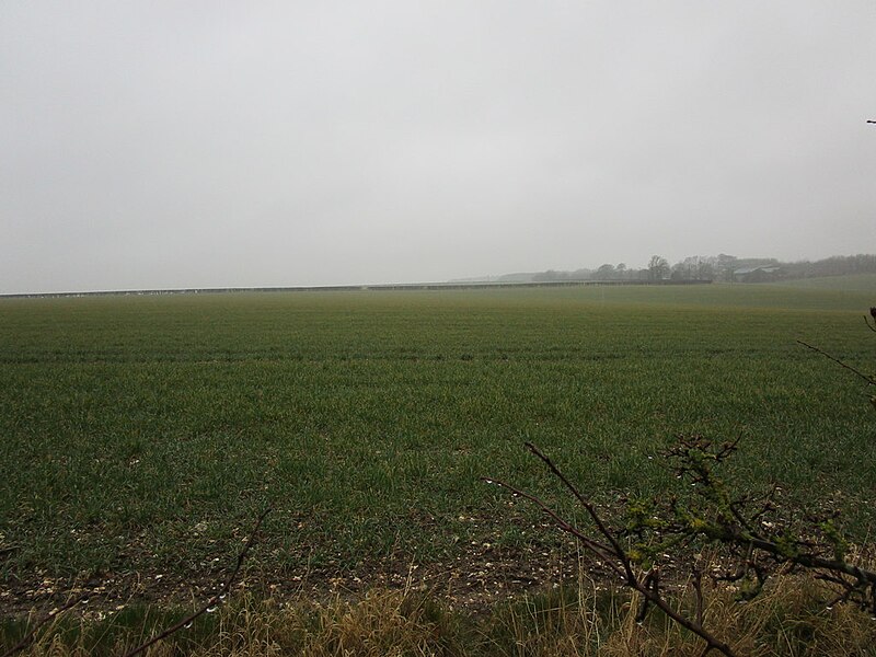 File:Autumn sown crop near Tibthorpe - geograph.org.uk - 5708075.jpg