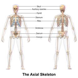 Axial skeleton.
