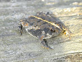 Resim açıklaması B quercicus USGS.jpg.