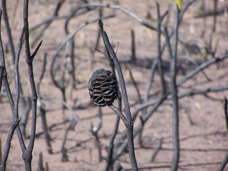 File:B telmatiaea 25 gnangarra.jpg