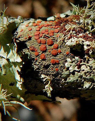 <i>Bacidia rubella</i> Species of lichen