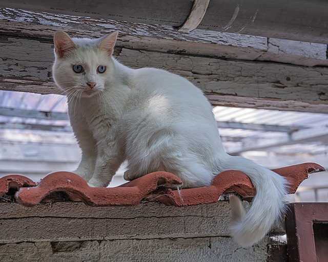 ангорская кошка