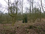 Badby Wood